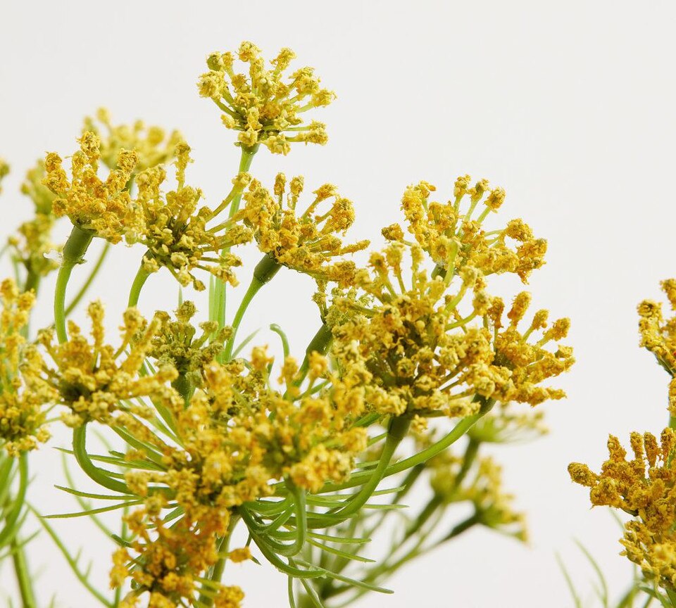 Faux Queen Anne's Lace Bundle Pottery Barn Australia